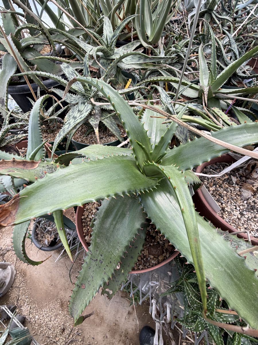 2026年最新】Yahoo!オークション -#aloe(アロエ)の中古品・新品・未