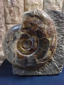 2026年最新】Yahoo!オークション -アンモナイト 北海道(化石)の中古品