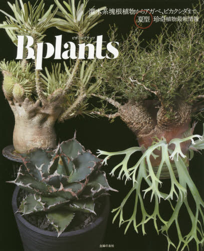 2026年最新】コミフォラの観葉植物をお探しなら - Yahoo!オークション