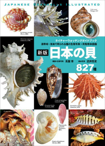 2026年最新】Yahoo!オークション - 貝殻(すべて)の中古品・新品・未
