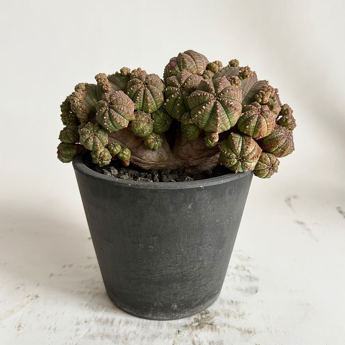 Mayu様　確認( ゜∀゜)つ　多肉植物 mayu様確認( ゜∀゜)つ 多肉植物