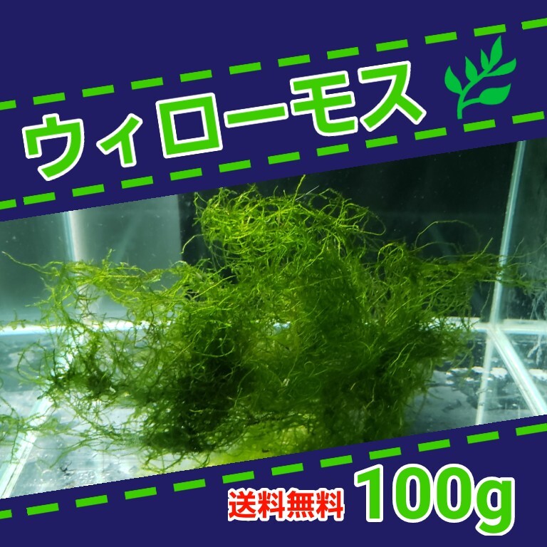 【送料無料】ウィローモス 100g 無農薬 水草 産卵床