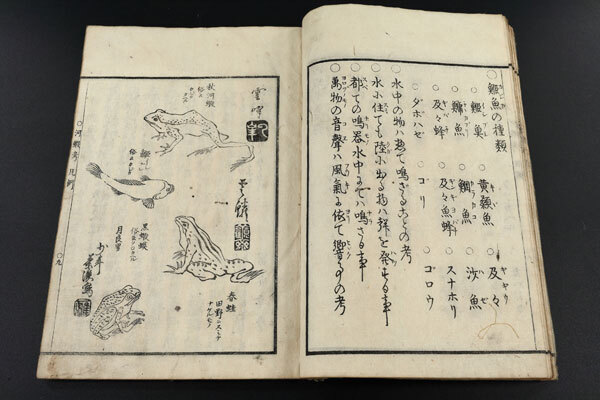 江戸期 『 河蝦考 』 蛙 カエル 和本 古文書 古書、古文書 江戸期 『 河蝦考 』 蛙 カエル 和本 古文書 古書、古文書