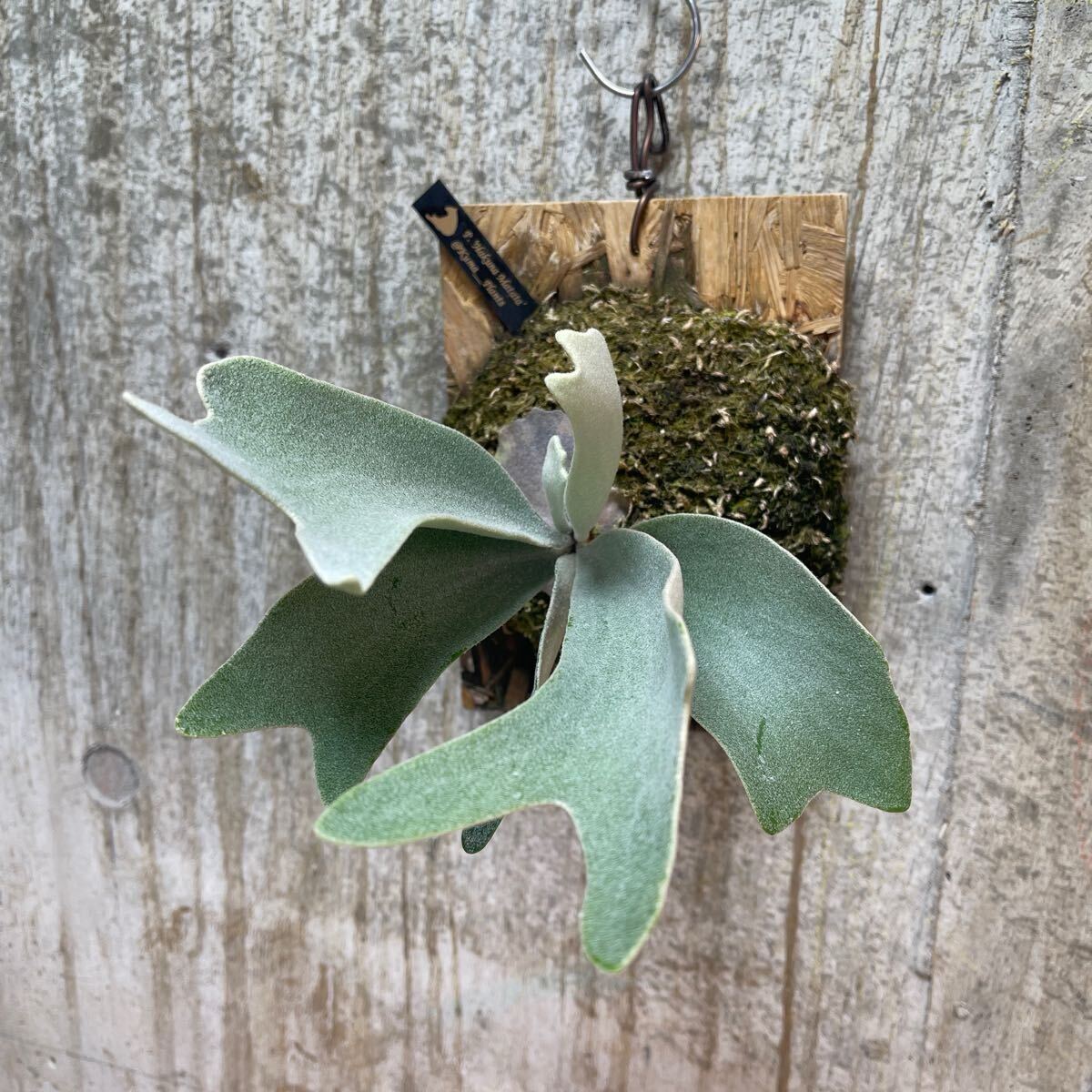 P. Hakuna Matata【kumaplants】PUP ハクナマタタ ビカクシダ P. Hakuna Matata【kumaplants】PUP ハクナマタタ ビカクシダ