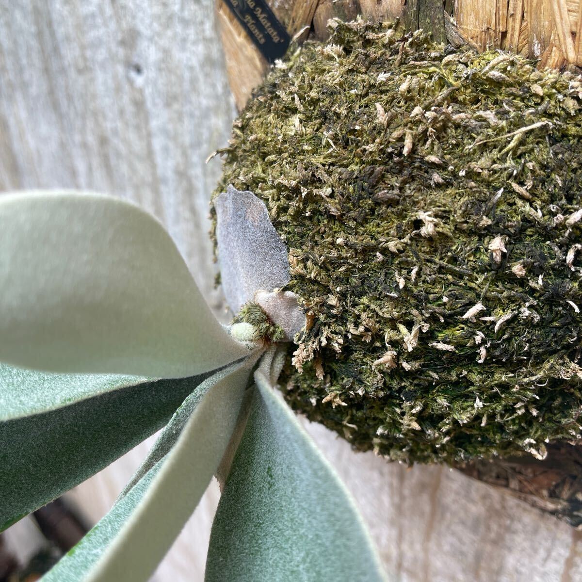 P. Hakuna Matata【kumaplants】PUP ハクナマタタ ビカクシダ P. Hakuna Matata【kumaplants】PUP ハクナマタタ ビカクシダ