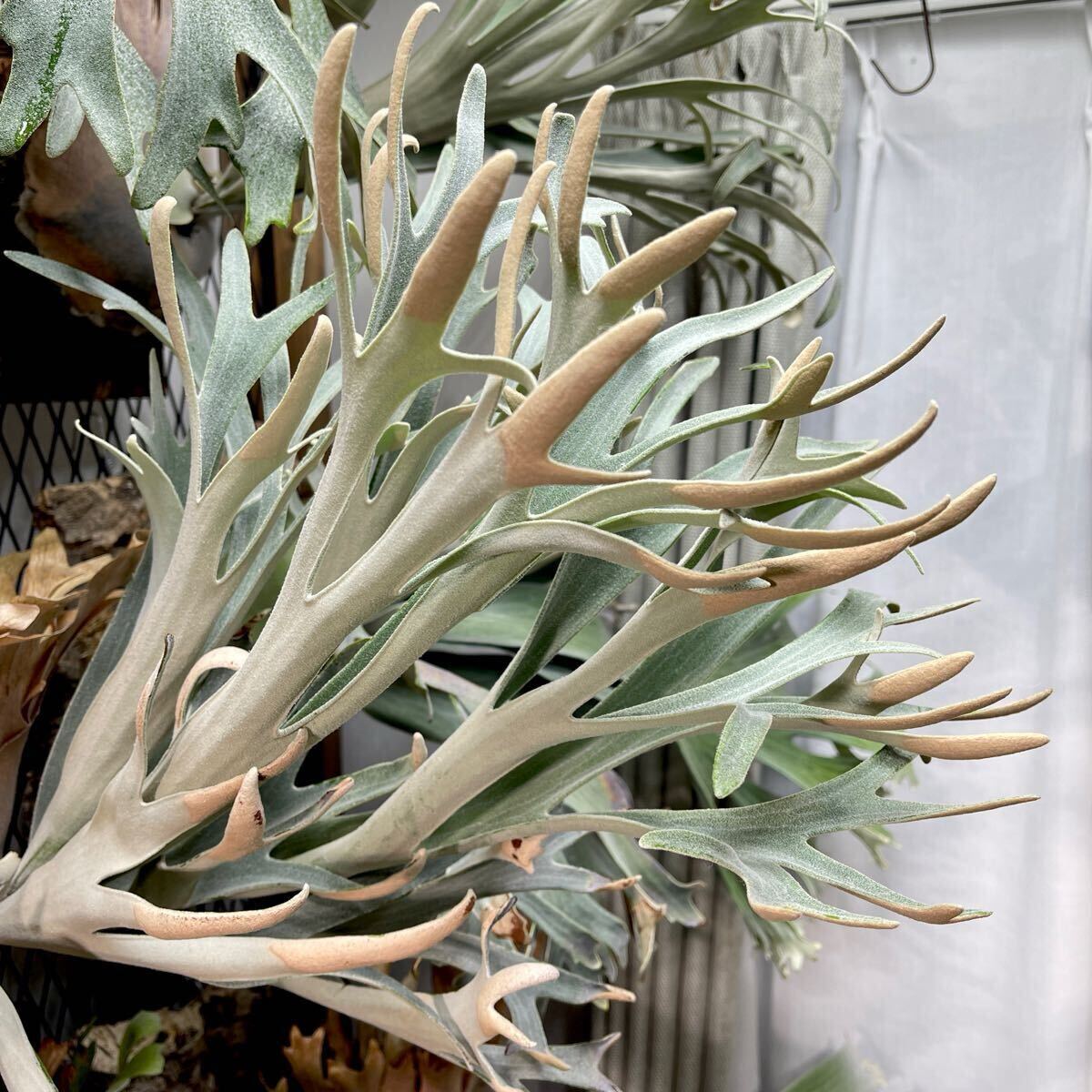 P. Hakuna Matata【kumaplants】PUP ハクナマタタ ビカクシダ P. Hakuna Matata【kumaplants】PUP ハクナマタタ ビカクシダ