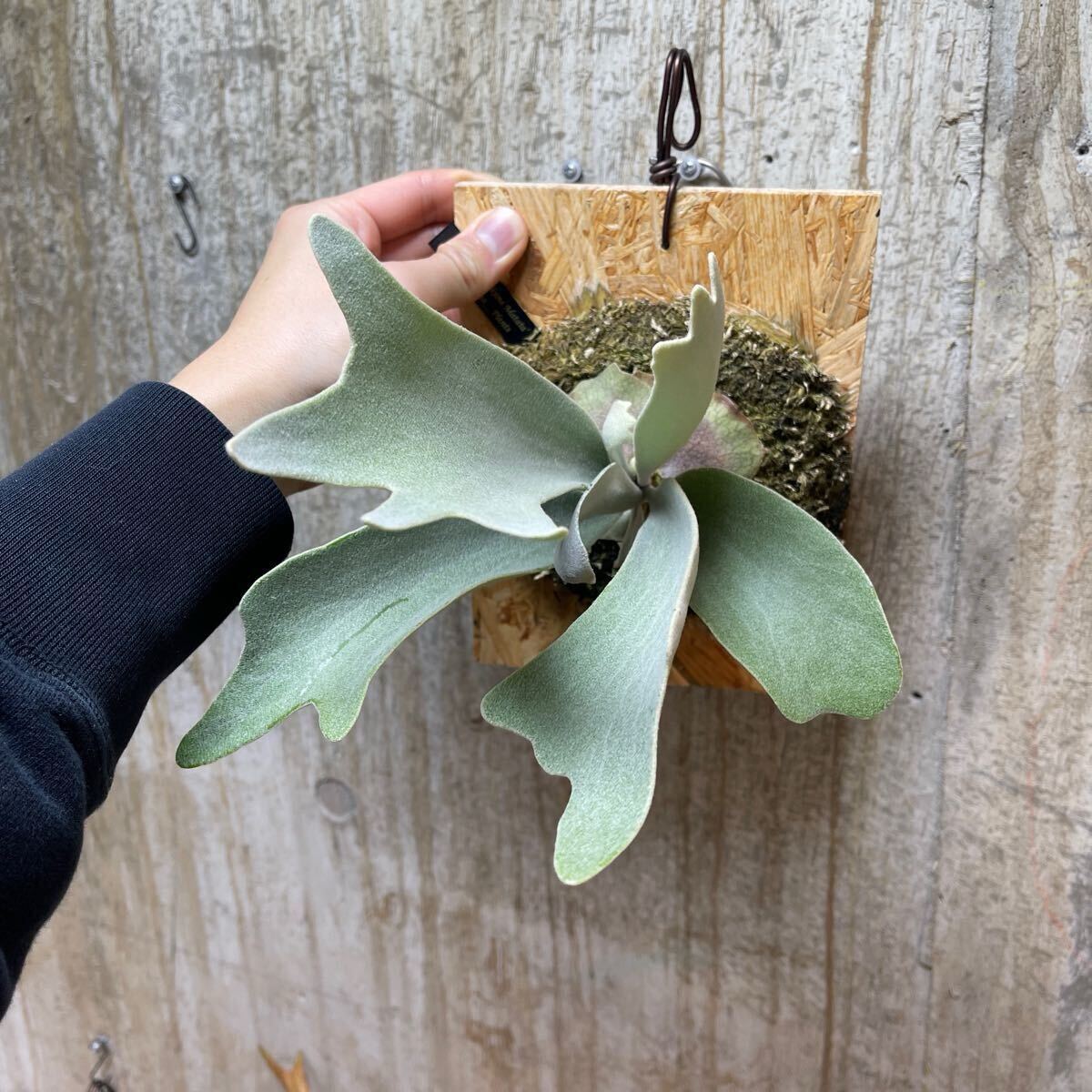 P. Hakuna Matata【kumaplants】PUP ハクナマタタ ビカクシダ P. Hakuna Matata【kumaplants】PUP ハクナマタタ ビカクシダ