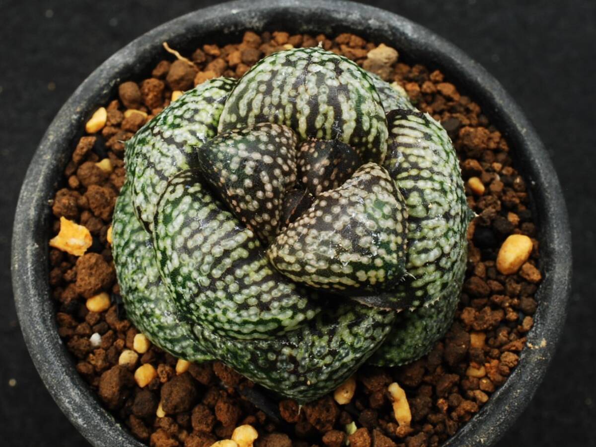 Bibian 比比昂- v☆1211 ハオルチアピクタモンスト深海の