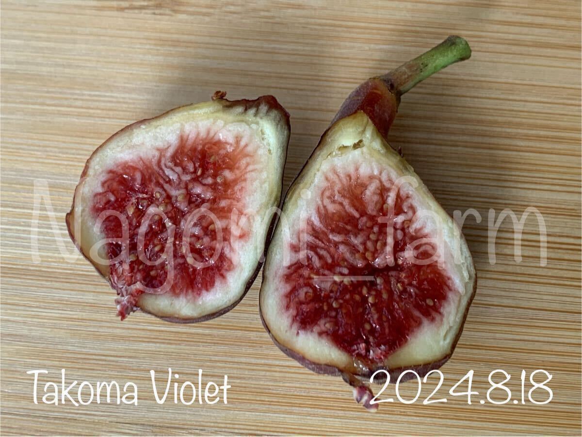 25025【イチジク穂木】タコマバイオレット Takoma Violet ☆完熟 25025【イチジク穂木】タコマバイオレット Takoma Violet ☆完熟