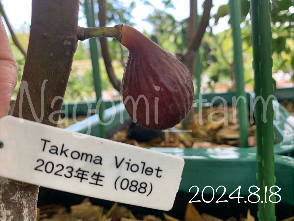 25025【イチジク穂木】タコマバイオレット Takoma Violet ☆完熟 25025【イチジク穂木】タコマバイオレット Takoma Violet ☆完熟