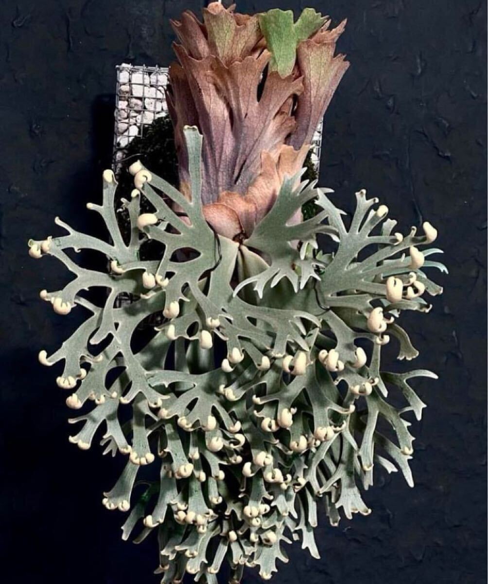 ビカクシダ vandaka plants | P. willinckii 'Spur