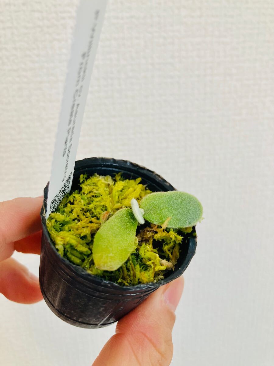 P.willinckii cv Asurada sporeling（dwarf nook spore） ビカクシダ