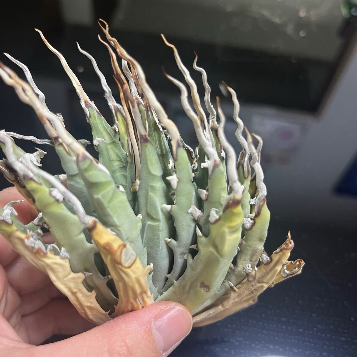 多肉植物 アガベ ユタエンシス エボリスピナ 現地株 うねり棘 多肉植物 アガベ ユタエンシス エボリスピナ 現地株 うねり棘