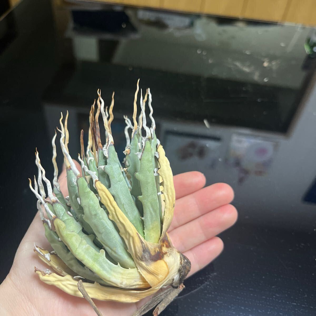多肉植物 アガベ ユタエンシス エボリスピナ 現地株 うねり棘 多肉植物 アガベ ユタエンシス エボリスピナ 現地株 うねり棘
