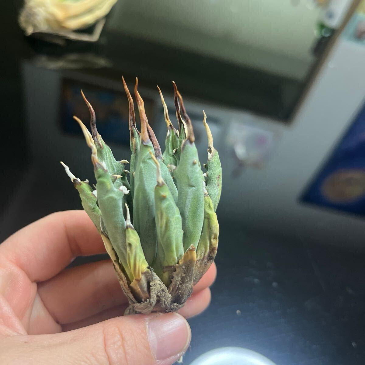 ②多肉植物 アガベ ユタエンシス エボリスピナ 現地株 うねり棘 ②多肉植物 アガベ ユタエンシス エボリスピナ 現地株 うねり棘