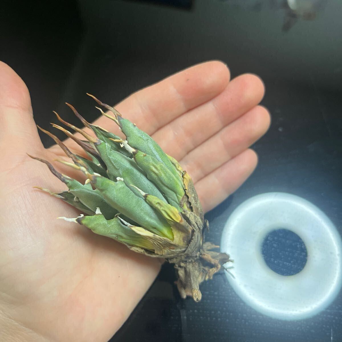 ②多肉植物 アガベ ユタエンシス エボリスピナ 現地株 うねり棘 ②多肉植物 アガベ ユタエンシス エボリスピナ 現地株 うねり棘