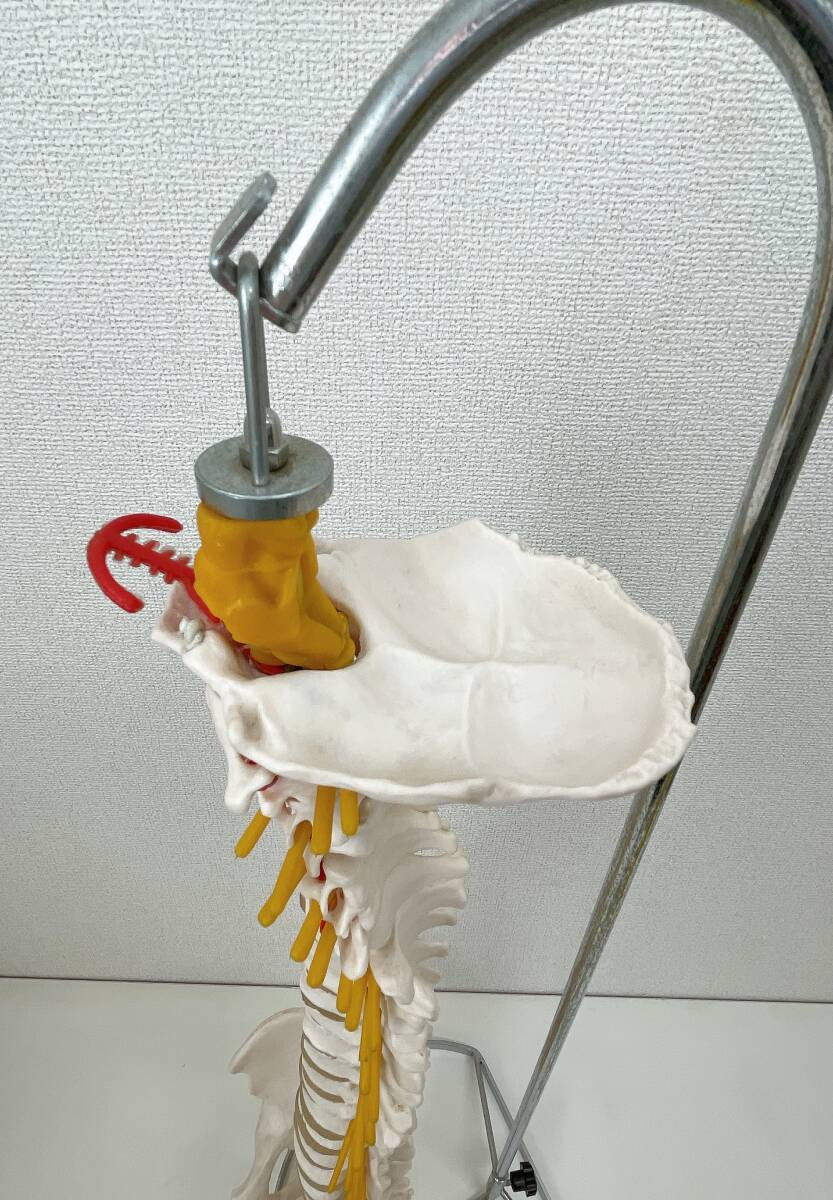 人体模型 背骨模型】標本/スタンド付/脊髄骨盤模型/ほね/ホネ 人体模型 背骨模型】標本/スタンド付/脊髄骨盤模型/ほね/ホネ