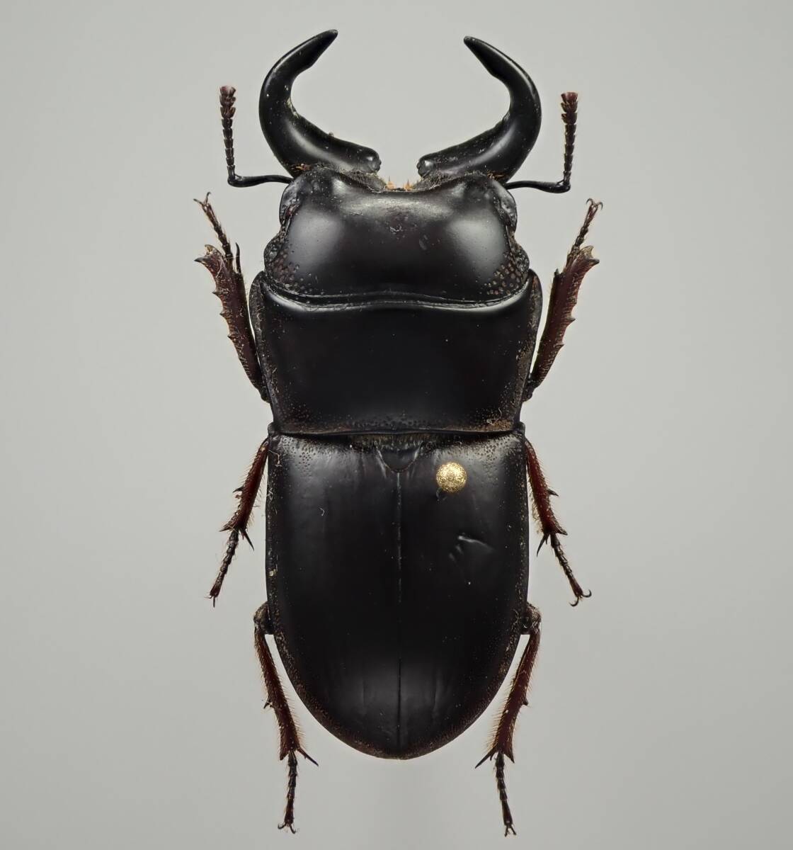 オーストラリア産 テトロプスオオコツノクワガタ Lissapterus オーストラリア産 テトロプスオオコツノクワガタ Lissapterus