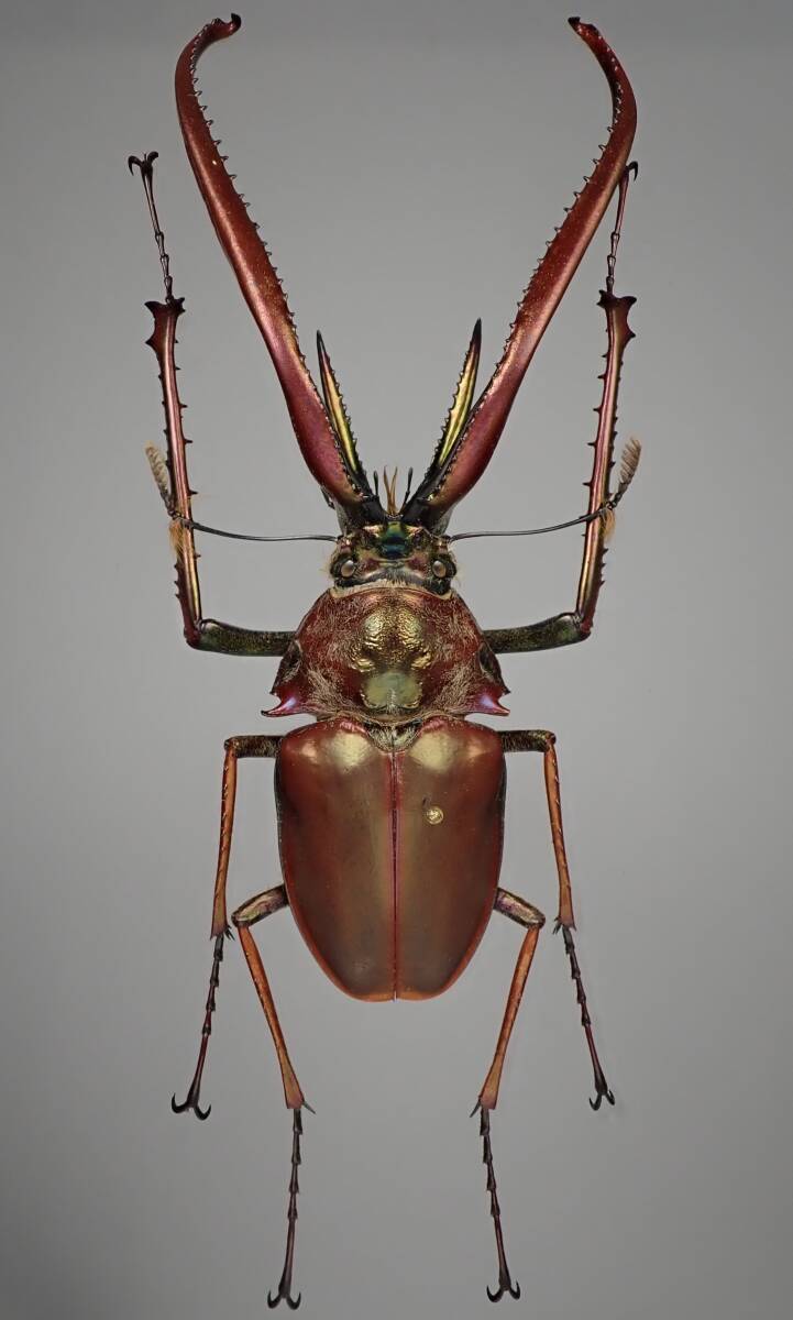 標本 超特大 チリ産 コガシラクワガタ 84ミリ 野外品 標本 超特大 チリ産 コガシラクワガタ 84ミリ 野外品