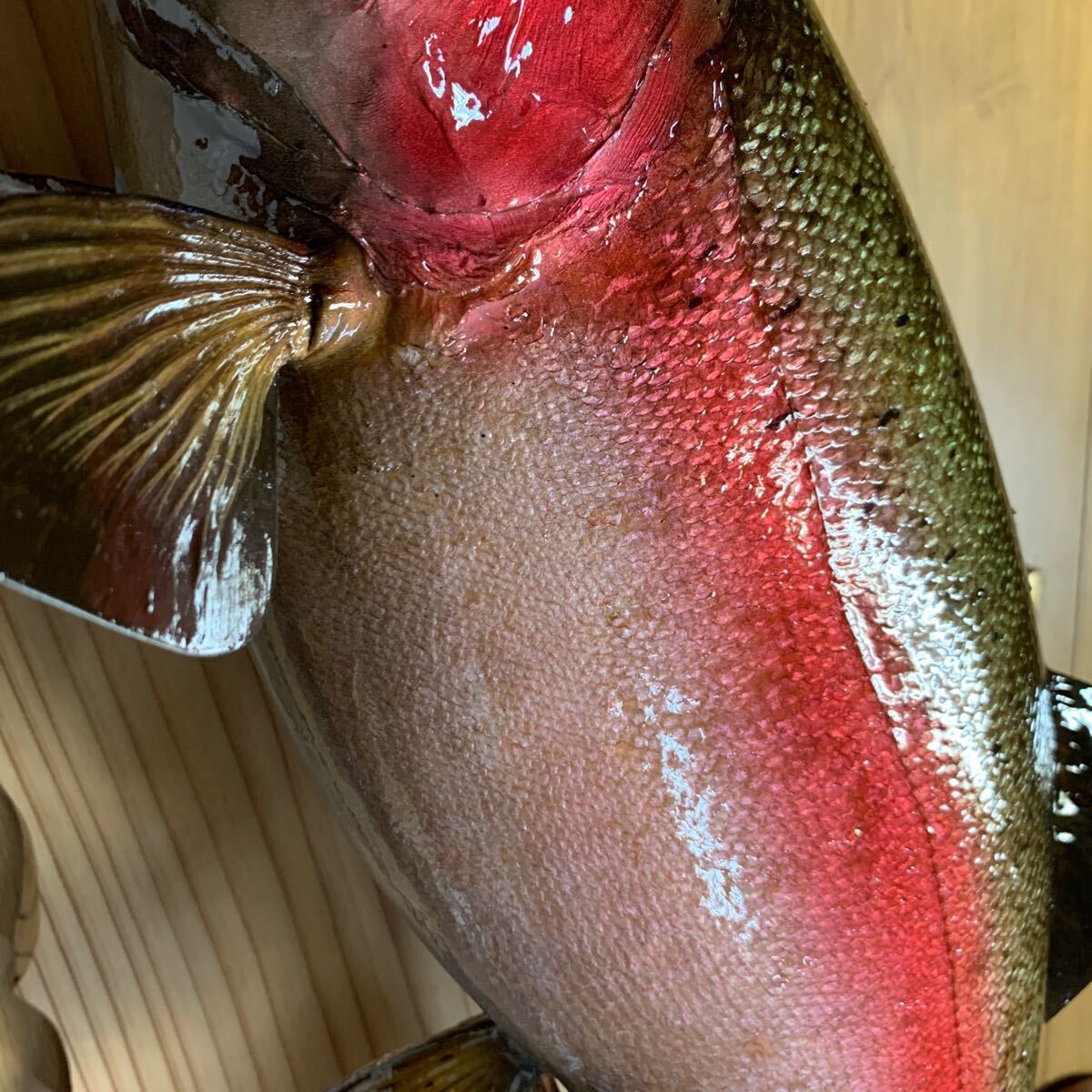 魚類剥製工房エフクラフト 幅広スーパーレインボー65 魚類剥製工房エフクラフト 幅広スーパーレインボー65