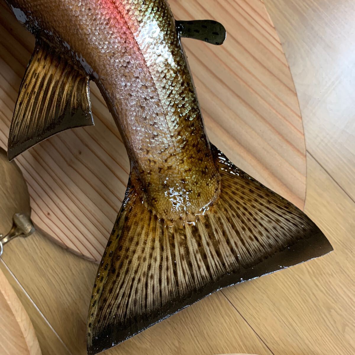 魚類剥製工房エフクラフト 幅広スーパーレインボー65 魚類剥製工房エフクラフト 幅広スーパーレインボー65