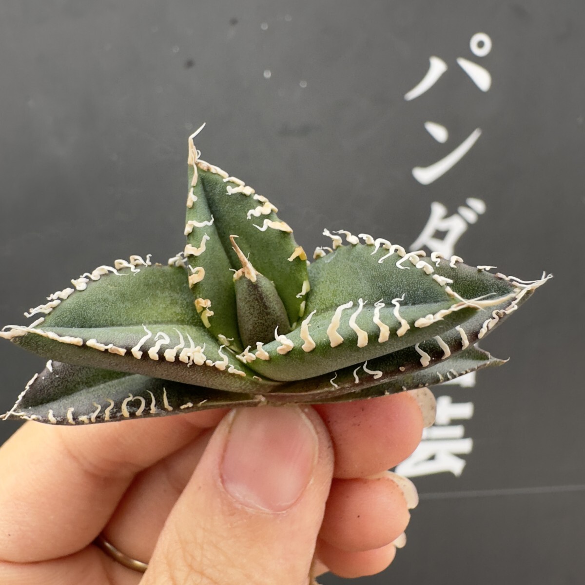 G22【パンダ園芸】 アガベ チタノタ 眼鏡蛇コブラ 特選 希少 G22【パンダ園芸】 アガベ チタノタ 眼鏡蛇コブラ 特選 希少