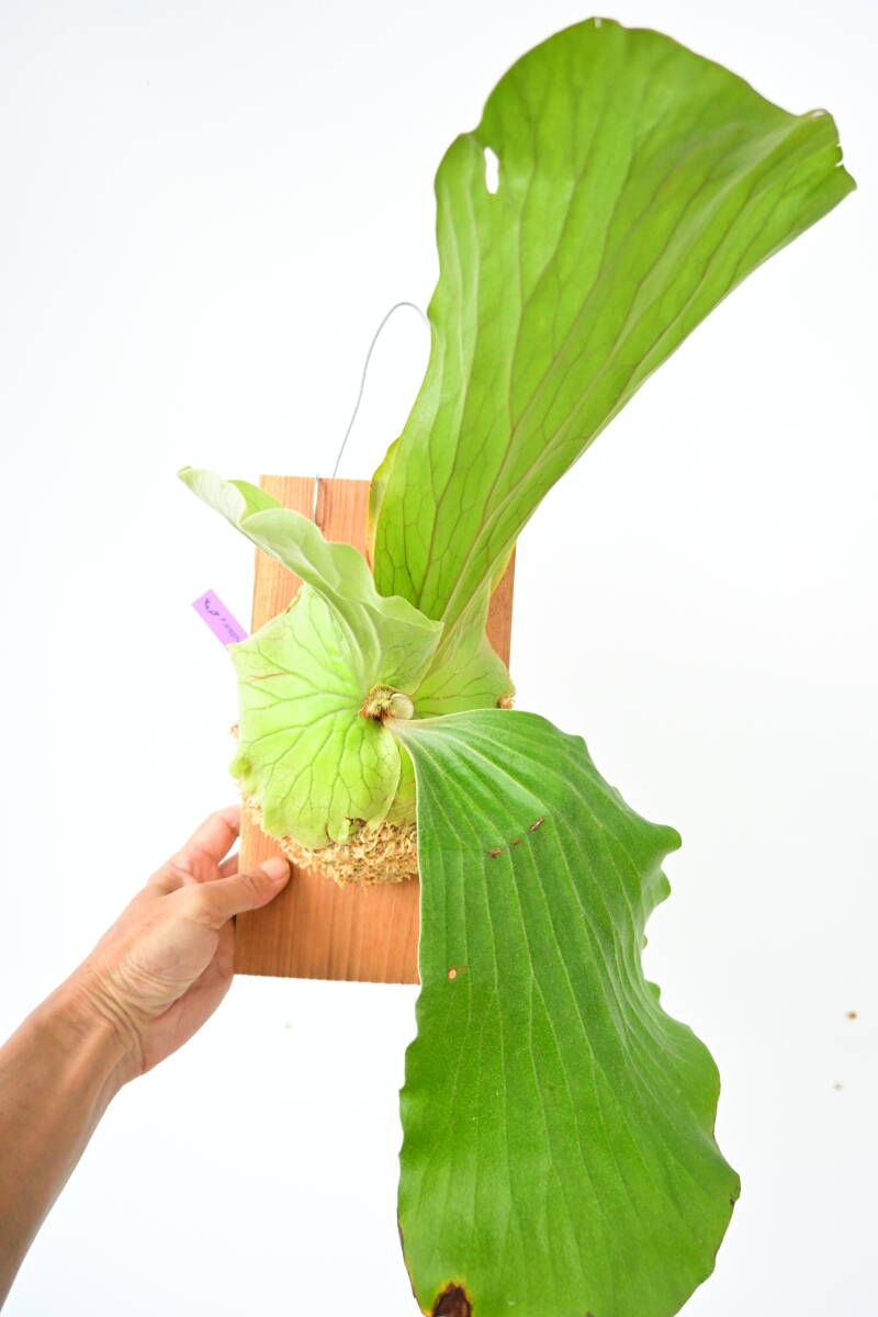 No.27 シュロチク 棕櫚竹 H130