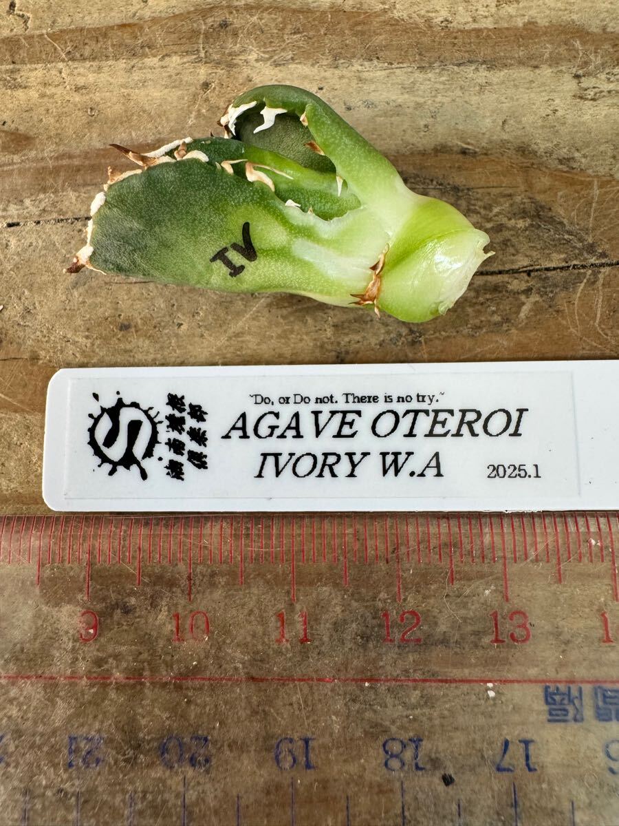 アガベ ivory w.a PUP 子株 検)アイボリー ivorywa チタノタ アガベ ivory w.a PUP 子株 検)アイボリー ivorywa チタノタ