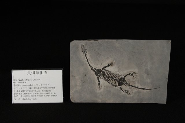 ☆皇帝☆中生代白亜紀 中国産 ケイチョウサウルス(貴州竜)化石 ☆皇帝☆中生代白亜紀 中国産 ケイチョウサウルス(貴州竜)化石