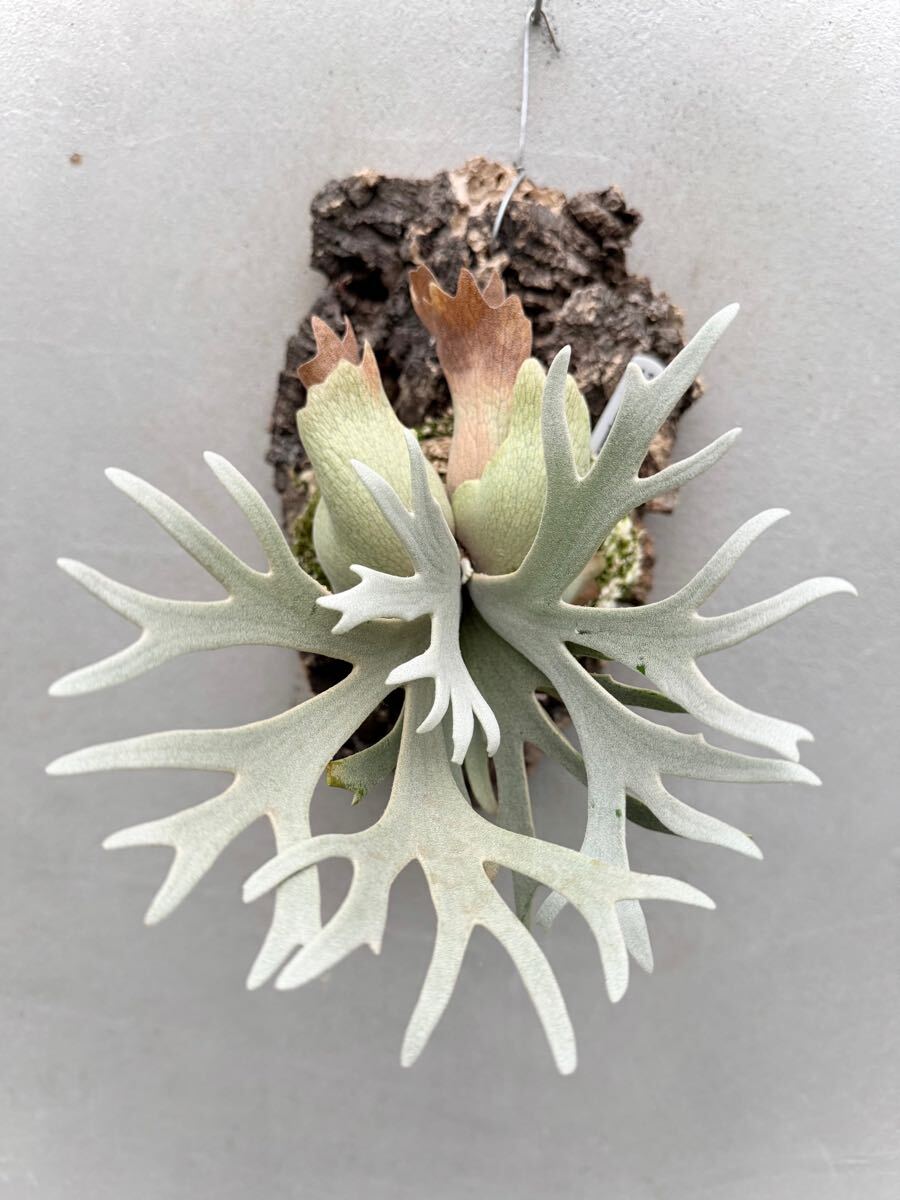 ビカクシダP.willnckii Yellow moon×FSQ spore (P. willinckii ビカクシダP.willnckii Yellow moon×FSQ spore (P. willinckii