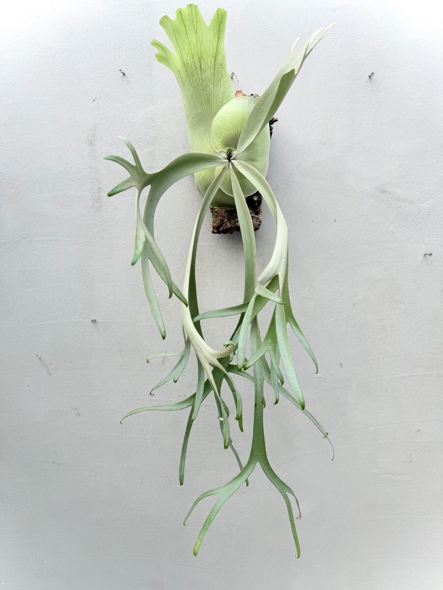 P. willinckii 'Yellow Moon' (original) ウィリンキー【vandaka P. willinckii 'Yellow Moon' (original) ウィリンキー【vandaka