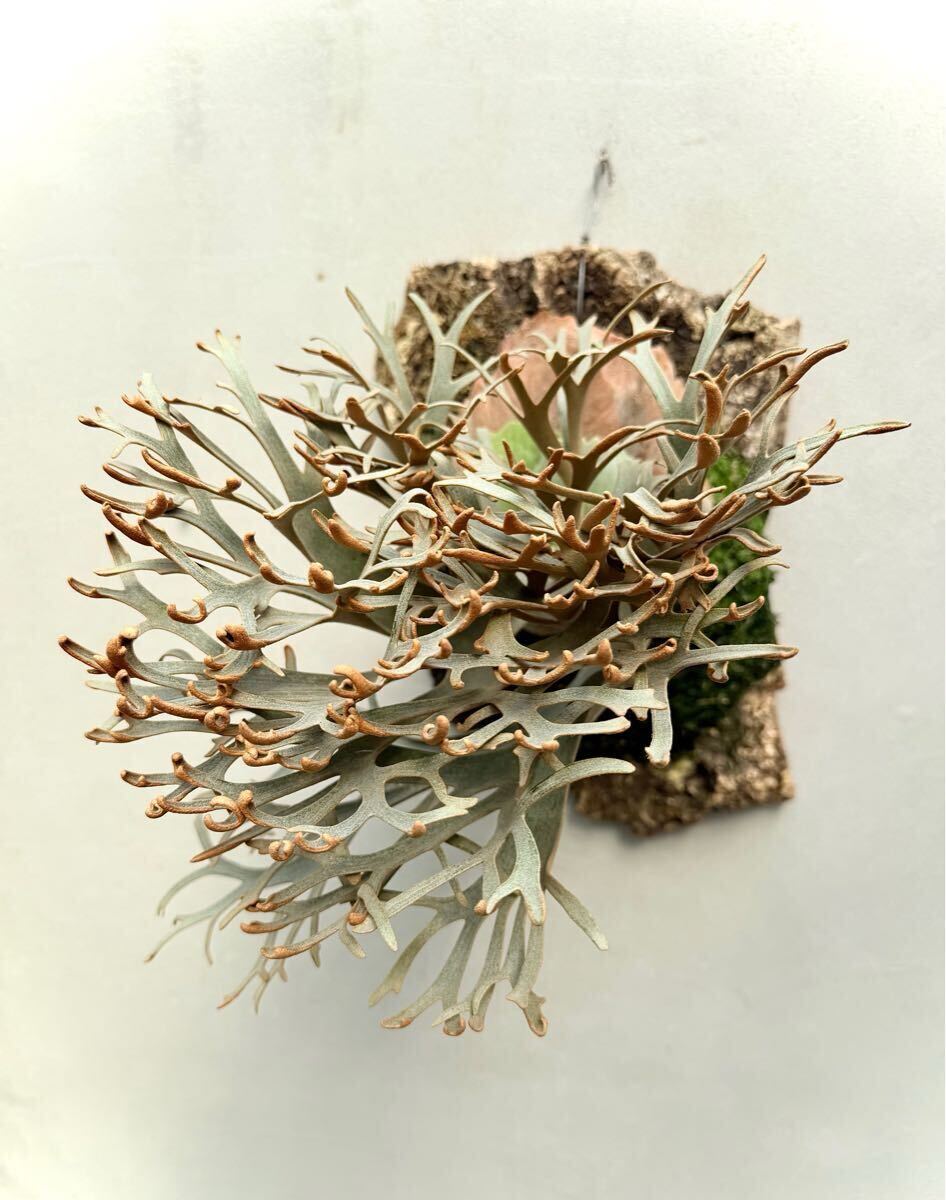P. willinckii 'Nano' (original) ビカクシダ 【vandaka P. willinckii 'Nano' (original) ビカクシダ 【vandaka