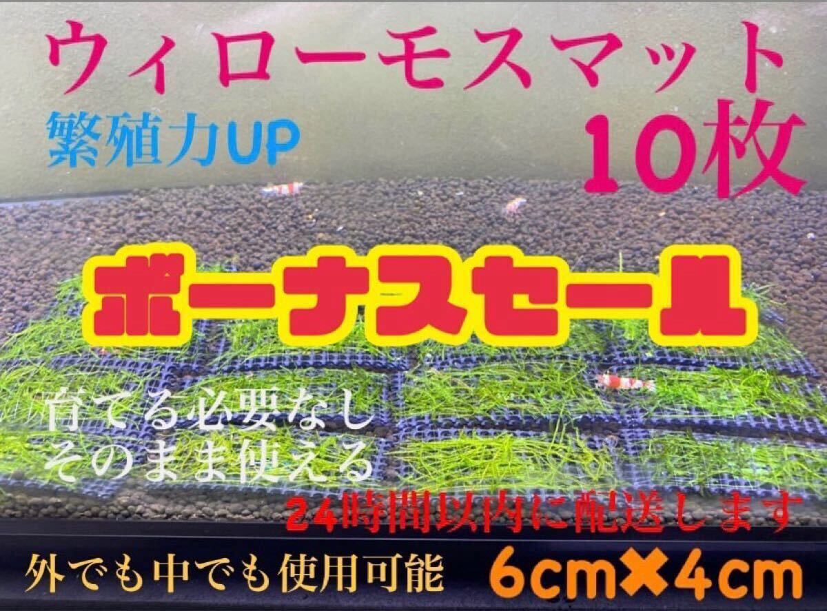 ウィローモス　ウィローモスマット　10枚セット　業者様もご愛用　すぐ使えます。 ウィローモス