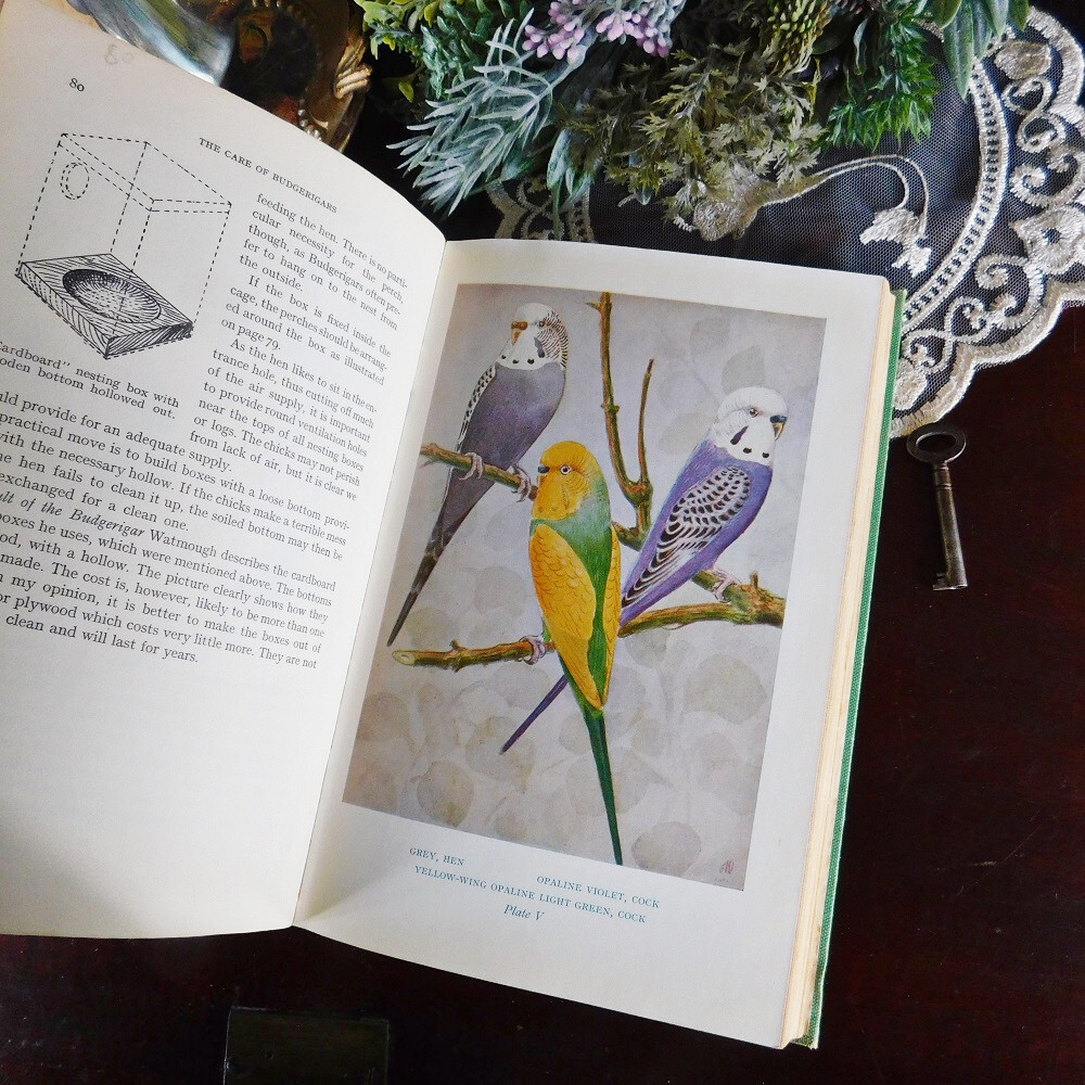 +..。*゜+ セキセイインコのヴィンテージ本　イラスト豊富な古書　アンティークブック　 ヴィンテージ本　洋書　古書　英国　小鳥