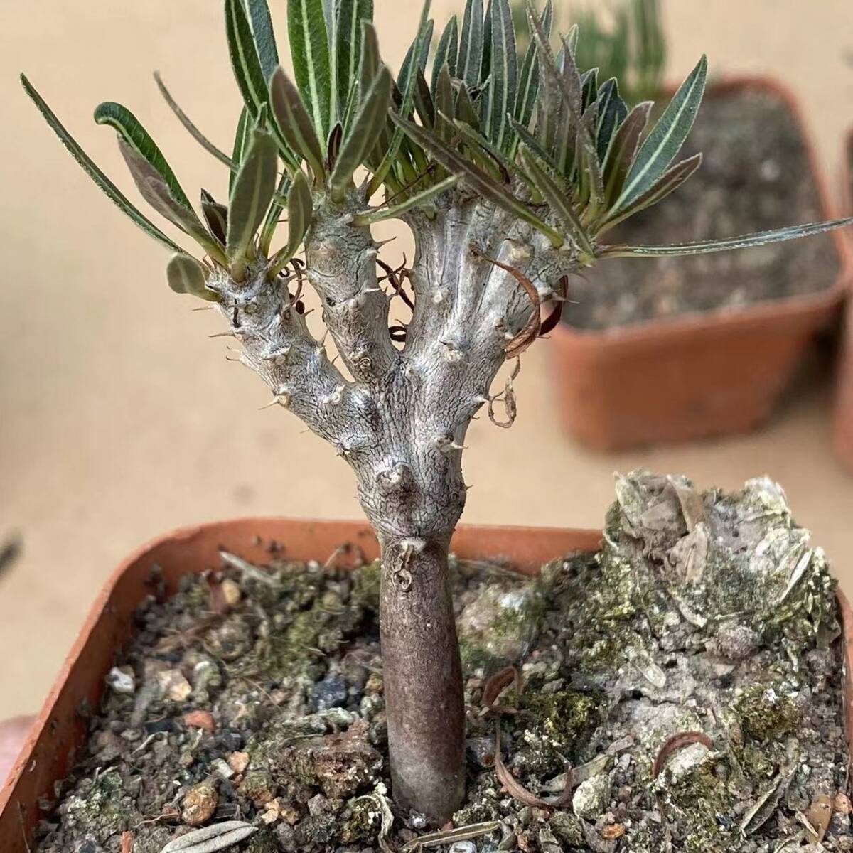 モ619 【塊根植物・現地株】パキポディウム グラキリス SS モ619 【塊根植物・現地株】パキポディウム グラキリス SS