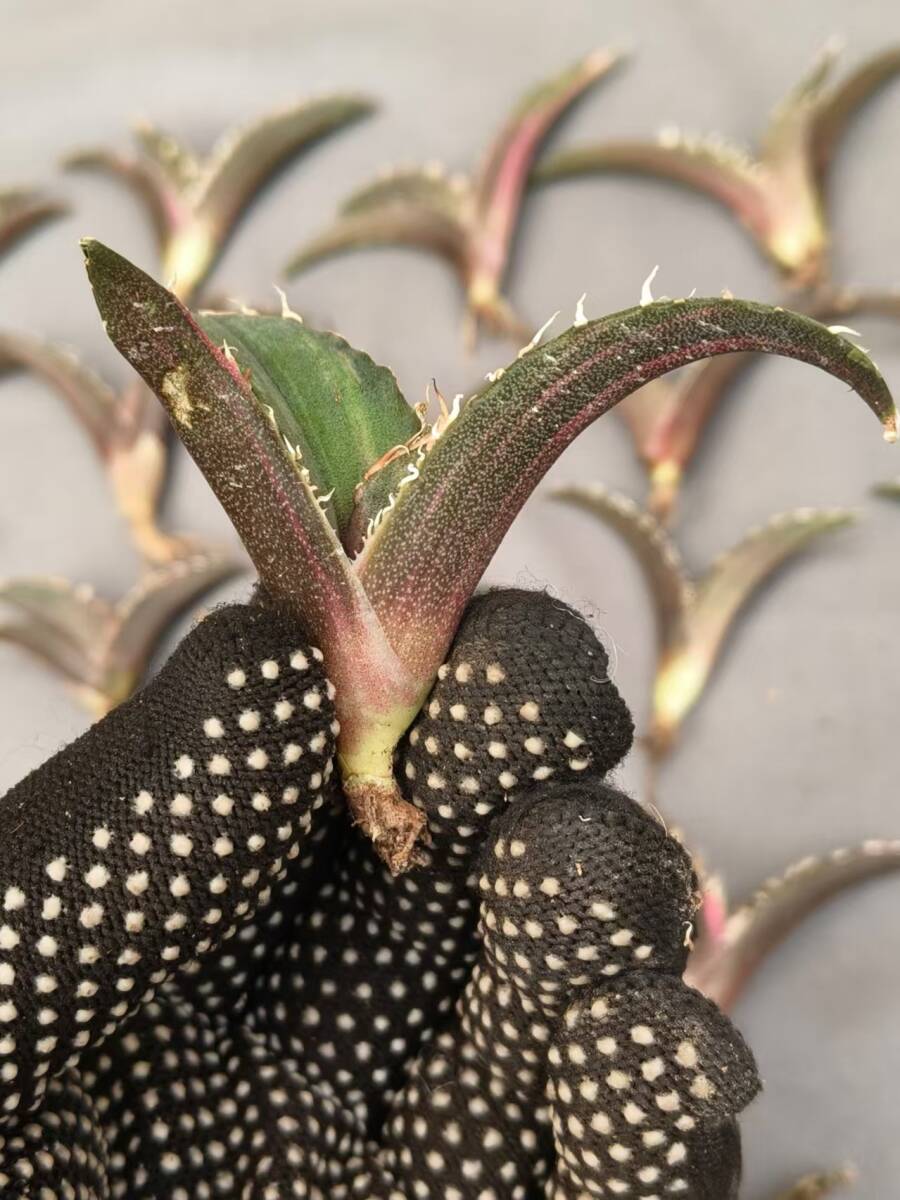 74P 多肉植物 アガベ チタノタ スーパーチタノタ BAKEMONO 悪魔 74P 多肉植物 アガベ チタノタ スーパーチタノタ BAKEMONO 悪魔