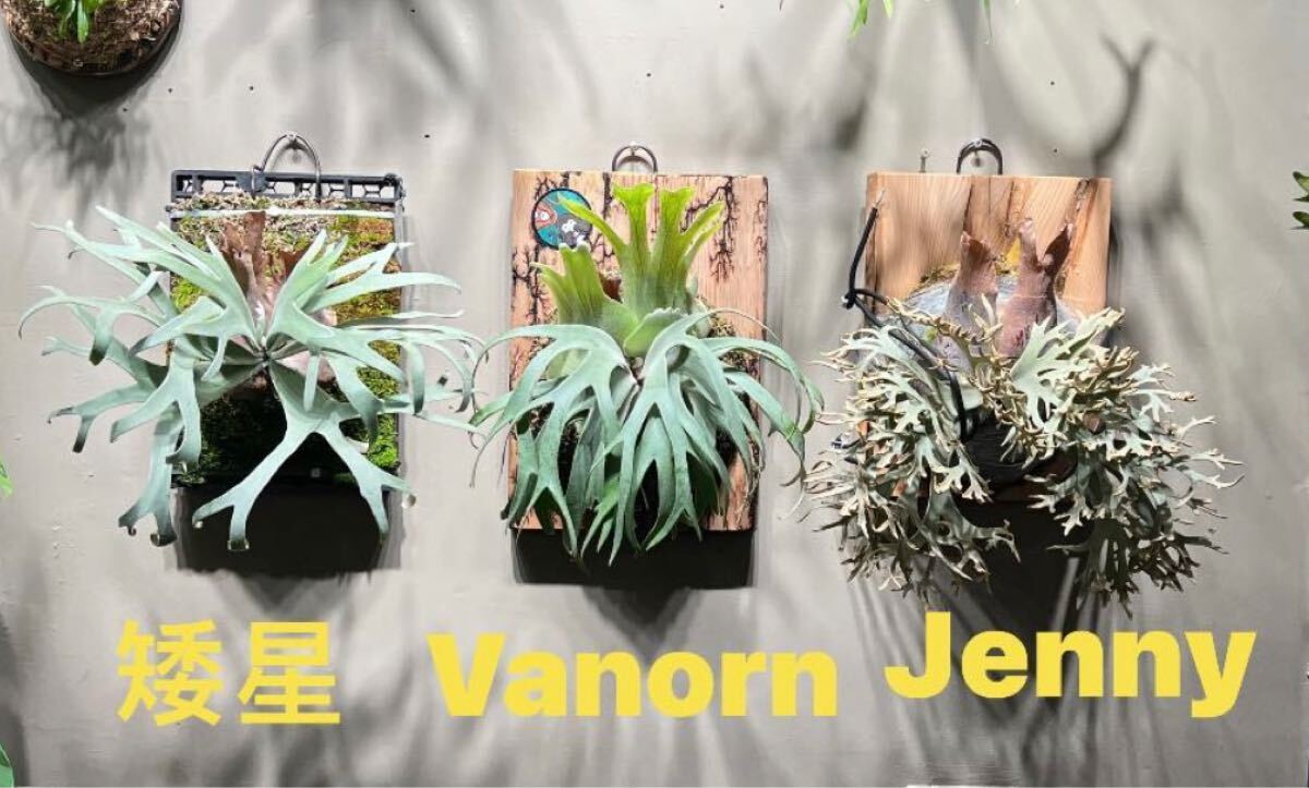 ビカクシダ P.Vanorn 子株(ビカクシダ、コウモリラン)|売買され ビカクシダ P.Vanorn 子株(ビカクシダ、コウモリラン)|売買され