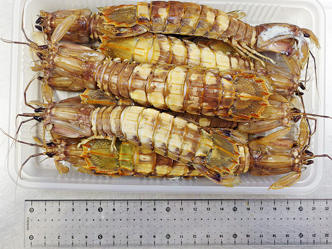 シャコ10尾オス(北海道小樽産 石狩灣)しゃこ ガザエビ(北海道産蝦蛄)浜茹で ボイルシャコ(釜茹で) おたる しゃこ【送料無料】