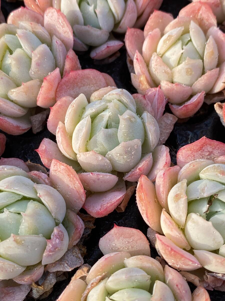 105株 U102-2 多肉植物 エケベリア 臙脂氷梅 サボテン 観葉植物 105株 U102-2 多肉植物 エケベリア 臙脂氷梅 サボテン 観葉植物