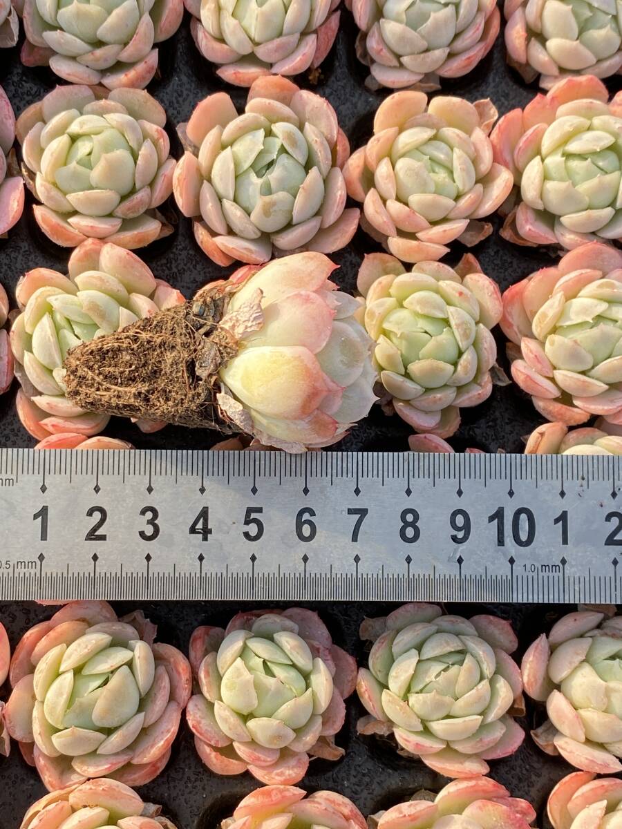 105株 U102-2 多肉植物 エケベリア 臙脂氷梅 サボテン 観葉植物 105株 U102-2 多肉植物 エケベリア 臙脂氷梅 サボテン 観葉植物