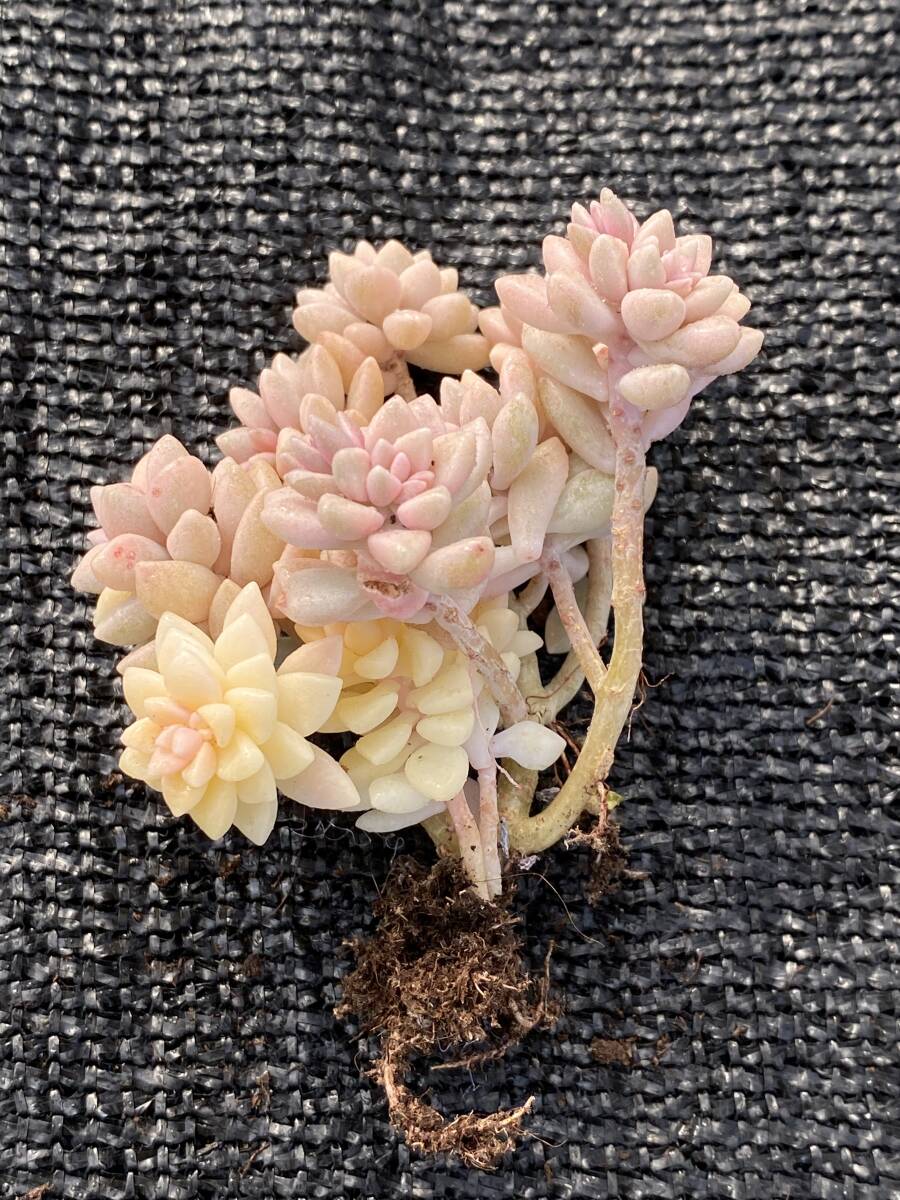 40株 V564-2 多肉植物 エケベリア 姫秋麗 サボテン 観葉植物 花 40株 V564-2 多肉植物 エケベリア 姫秋麗 サボテン 観葉植物 花