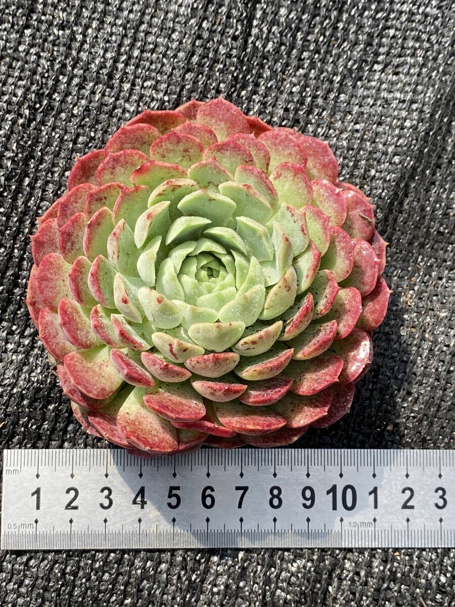 18株 B532-1 エケベリア 韓国苗 サボテン 多肉植物 赤い痣 観葉 18株 B532-1 エケベリア 韓国苗 サボテン 多肉植物 赤い痣 観葉