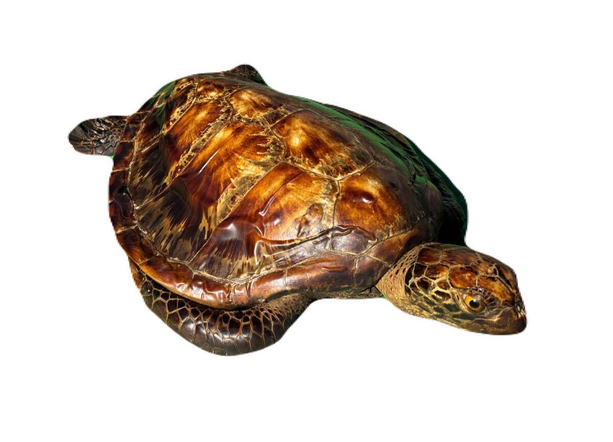 アオウミガメ カメ 亀 剥製 壁掛け 置物 オブジェ 約83cm アオウミガメ カメ 亀 剥製 壁掛け 置物 オブジェ 約83cm