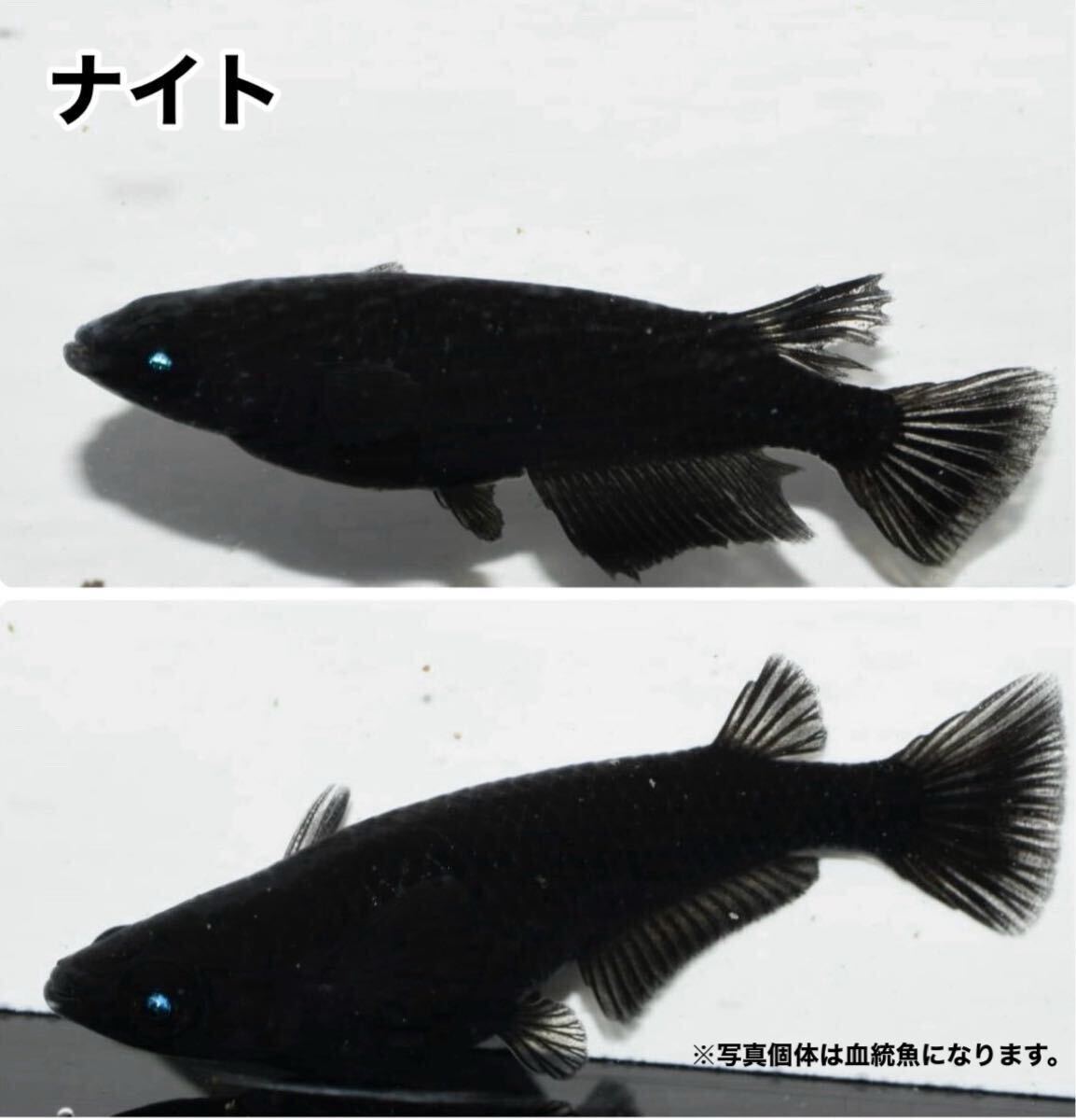 GMめだか】 ナイト （オロチ × 黑天幻龍 ）稚魚 7匹 ※ 黒天幻龍 あんしん保証 メダカ オリジナル(めだか)｜売買されたオークション情報、Yahoo!オークション(旧ヤフオク!)  の商品情報をアーカイブ公開 - オークファン（aucfan.com）