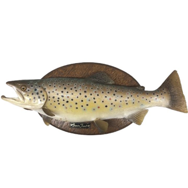 △【Brown Trout/ブラウントラウト】剥製 壁掛け 魚オブジェ 魚 △【Brown Trout/ブラウントラウト】剥製 壁掛け 魚オブジェ 魚