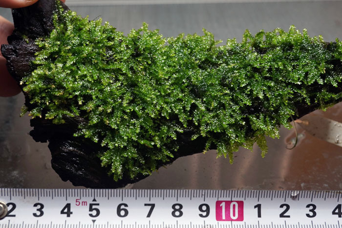 無農薬　サムライモス　流木付き　画像株　（SA1）