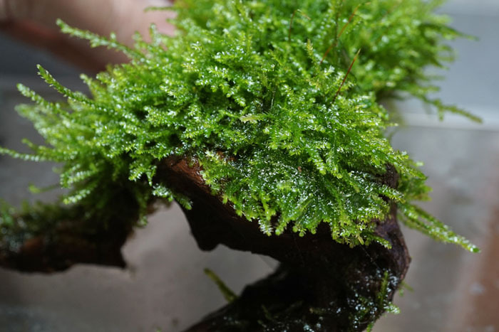 無農薬　サムライモス　流木付き　画像株　（SA8）