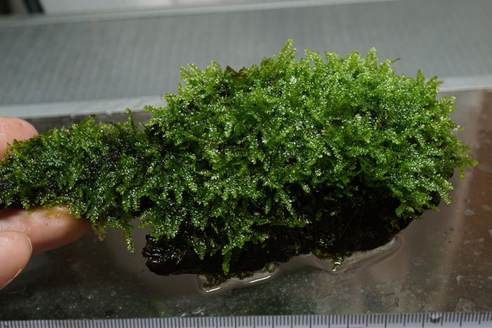 無農薬　サムライモス　流木付き　画像株　（SA10）