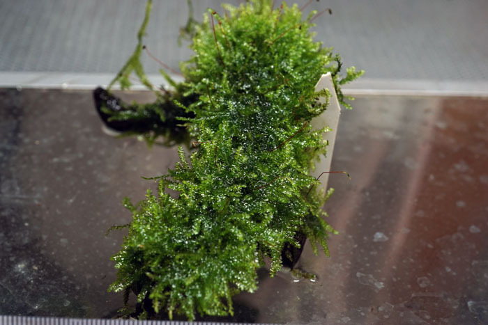 無農薬　サムライモス　流木付き　画像株　（SA30）
