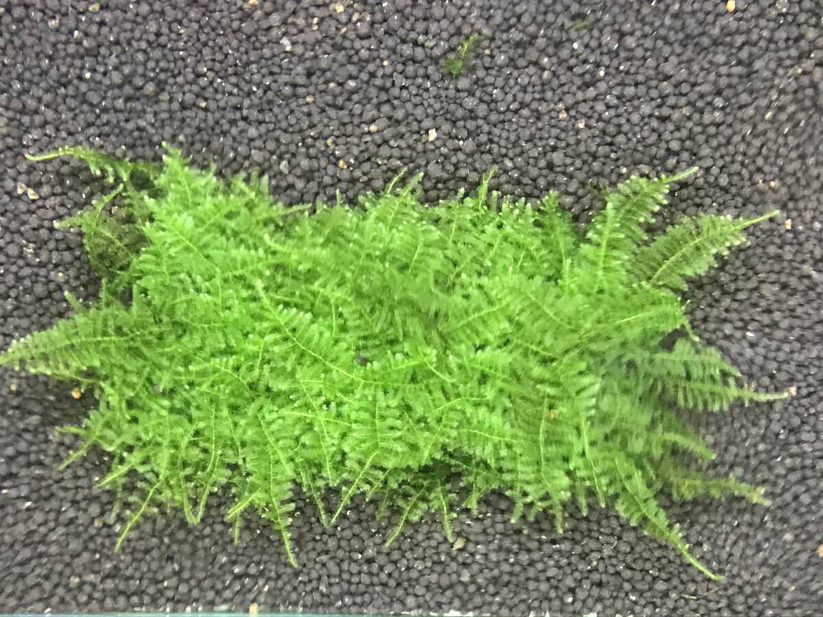 南米ウィローモス①②（竹炭付2個）